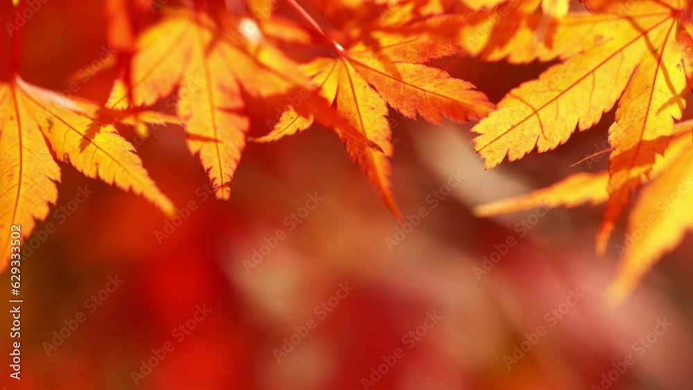 Super Slow Motion of Autumn Maple Leaves Wavering. Macro Shot. Filmed on High Speed Cinema Camera, 1000 fps. Beautiful Autumn Moody Colored Background. Super Slow Motion of Autumn Maple Leaves Wavering. Macro Shot. Filmed on High Speed Cinema Camera, 1000 fps. Beautiful Autumn Moody Colored Background.