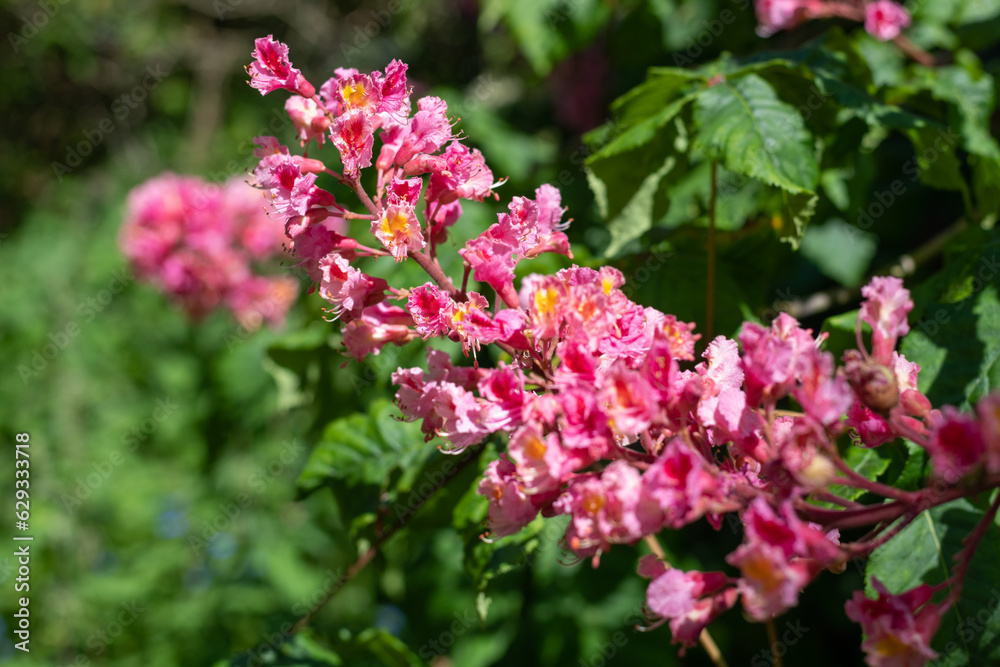 Close up of red horse chestnut (aesculus x carnea) blossom Close up of red horse chestnut (aesculus x carnea) blossom