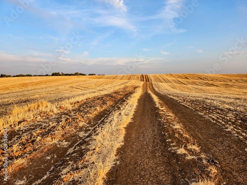 Dirt road in a wheat field in the evening. Rural landscape.
