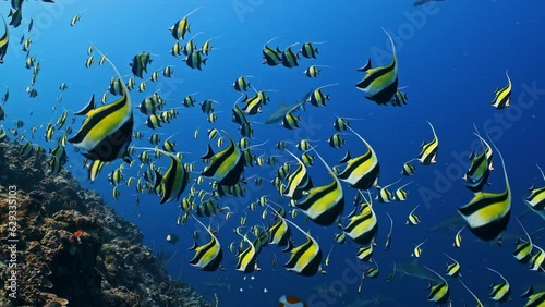 Wallpaper Mural Underwater shot of bright yellow Moorish Idol fish spawning aggregation swimming over reef with sharks in blue water Torontodigital.ca