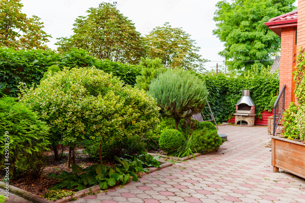 shrubs and dwarf trees in the landscape design of the yard.
