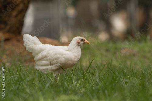 White young chicken side body portrait on green field from a park in puerto rico