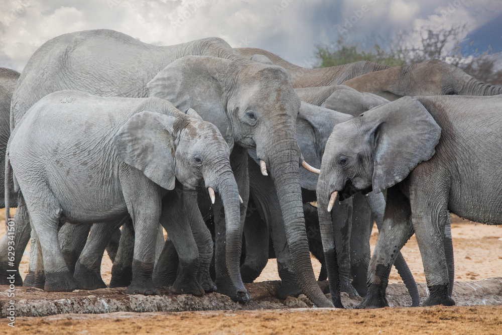 Elephants in etosha national park namibia - obrazy, fototapety, plakaty 