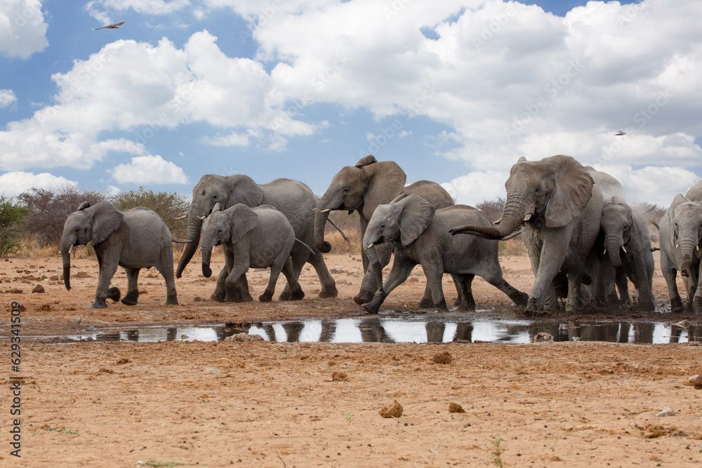 Fototapeta premium Elephants in etosha national park namibia