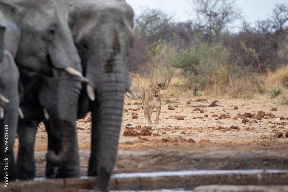 Fototapeta premium Elephants with lion in etosha national park namibia.