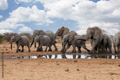 Elephants in etosha national park namibia