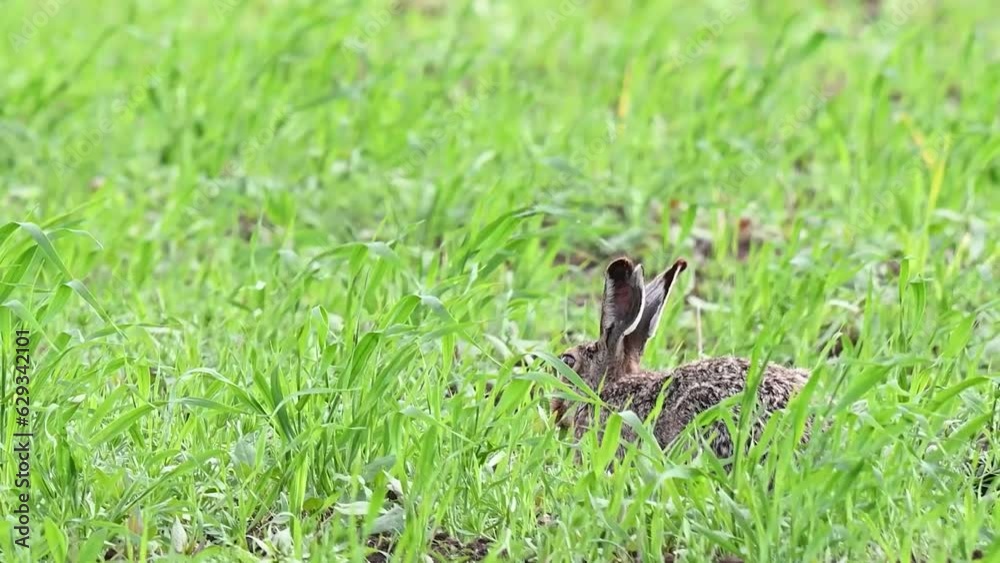European hare Lepus europaeus, also known as the brown hare feeds in the field. European hare Lepus europaeus, also known as the brown hare feeds in the field.
