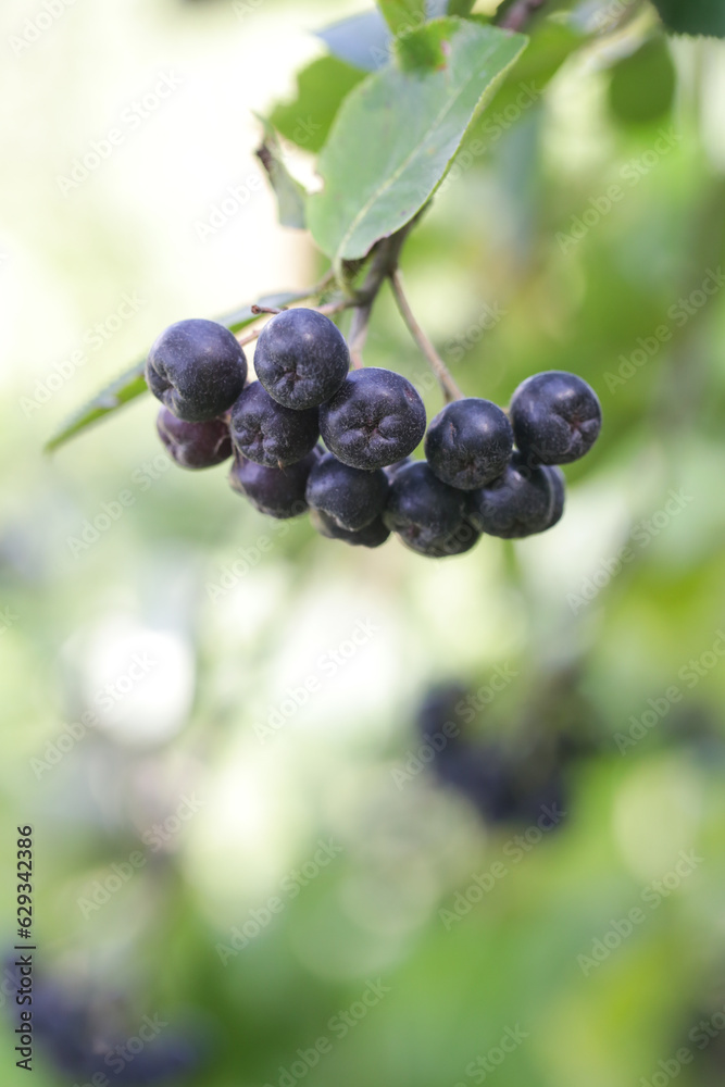 Aronia berry bush - superfruit that boosts your body’s immune system to combat stress-related diseases, close up Aronia berry bush - superfruit that boosts your body’s immune system to combat stress-related diseases, close up