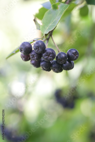 Aronia berry bush - superfruit that boosts your body’s immune system to combat stress-related diseases, close up