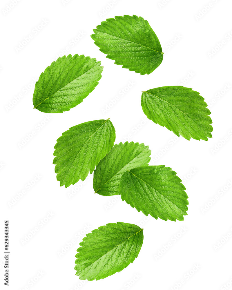 Falling Strawberry Leaf isolated on white background, full depth of field Falling Strawberry Leaf isolated on white background, full depth of field