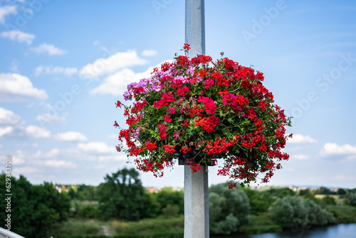 Czerwony bukiet kwiatów uozdabiający przejazd przez most nad rzeką Odrą o letniej porze w zachodniej Polsce