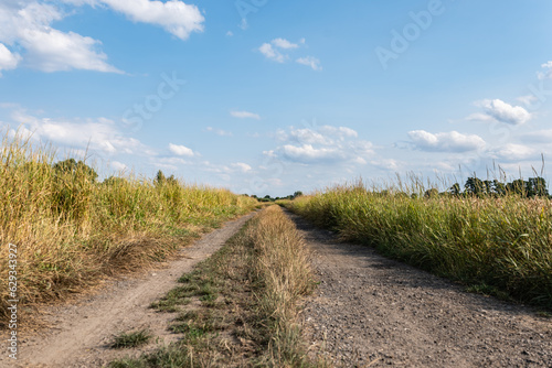 polna droga pośrodku zariśli łąk i pól, krajobraz wiejski w rejonie zachodniej polski a w tle zielone drzewa błękitne niebo