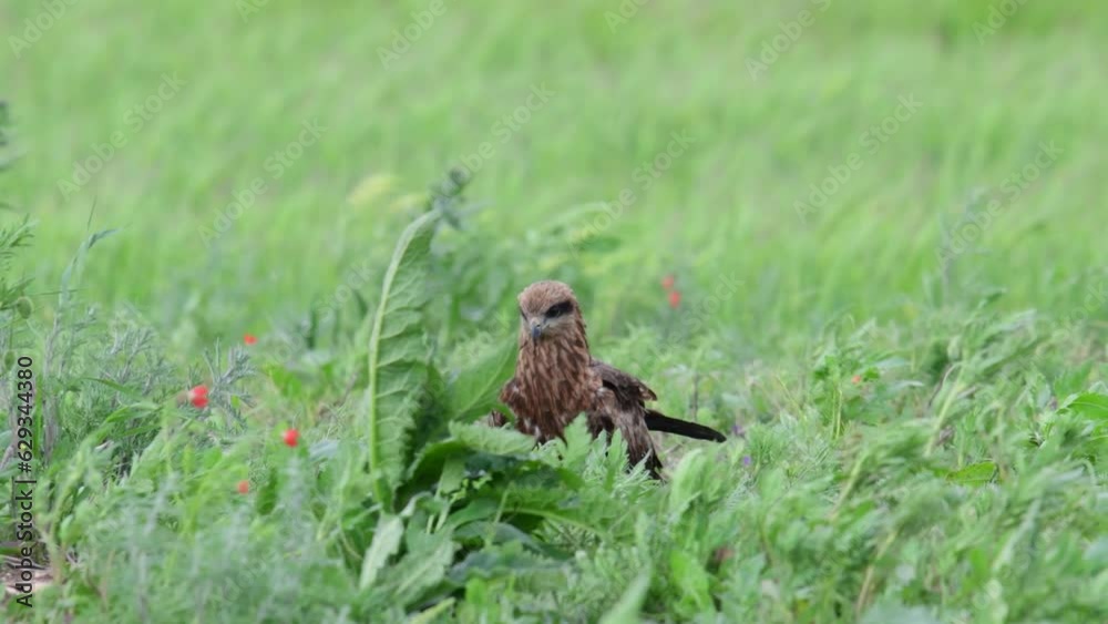 Black Kite Milvus migrans in the wild. A bird walks in the grass. Close up. Black Kite Milvus migrans in the wild. A bird walks in the grass. Close up.