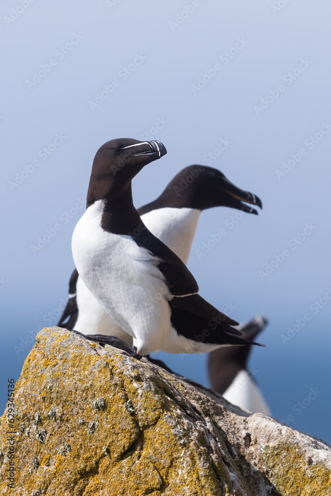 Naklejka premium Alcas comunes (Alca torda), acantilados de la isla Great Saltee, Irlanda del Sur