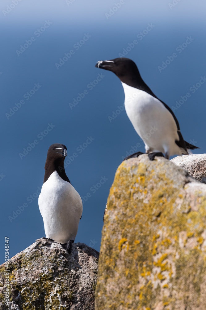 Obraz premium Pareja de Alca común (Alca torda), acantilados de la isla Great Saltee, Irlanda del Sur