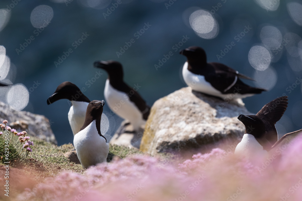 Fototapeta premium Alcas comunes (Alca torda), acantilados de la isla Great Saltee, Irlanda del Sur