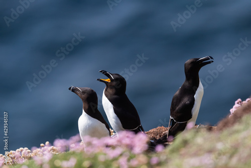 Alcas comunes (Alca torda), acantilados de la isla Great Saltee, Irlanda del Sur photo
