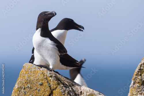 Alcas comunes  Alca torda   acantilados de la isla Great Saltee  Irlanda del Sur