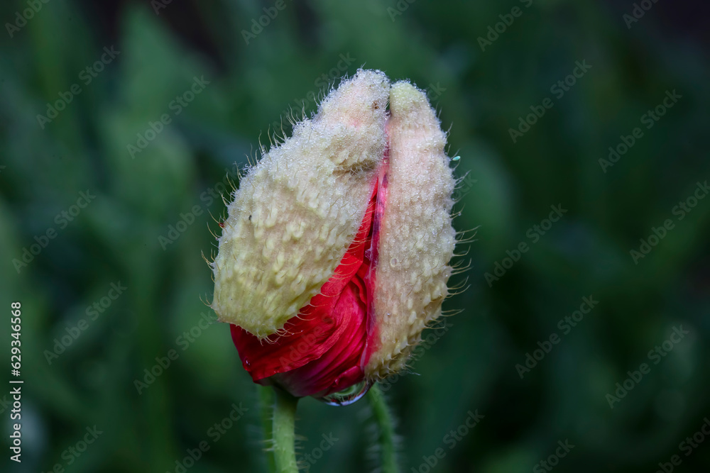 Beautiful corn poppy Flowers in the Garden Beautiful corn poppy Flowers in the Garden