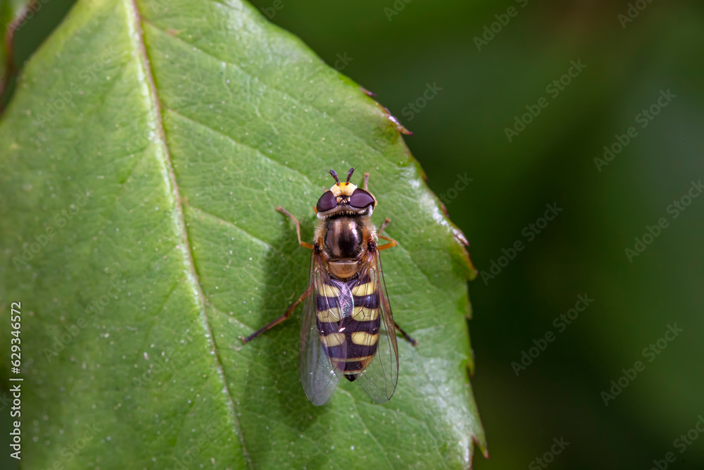 syrphid inhabit the leaves of wild plants syrphid inhabit the leaves of wild plants