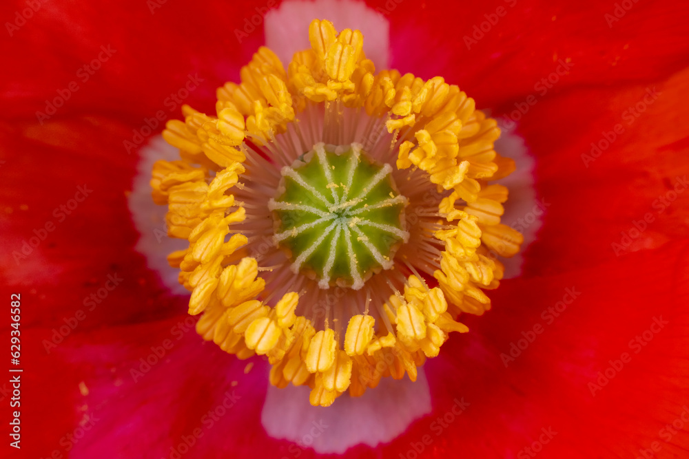 Beautiful corn poppy Flowers in the Garden Beautiful corn poppy Flowers in the Garden