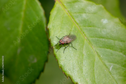 Tachinid inhabit the leaves of wild plants