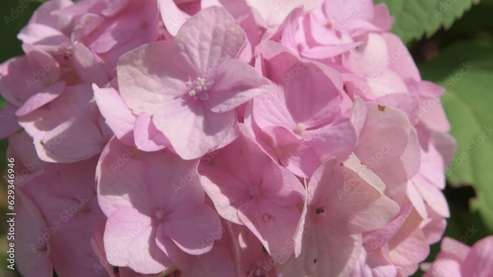 soft pink hydrangea blossom background at sunny day. macro soft pink hydrangea blossom background at sunny day. macro
