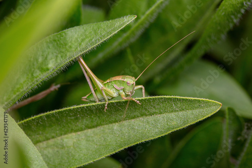 katydid inhabit the leaves of wild plants © zhang yongxin