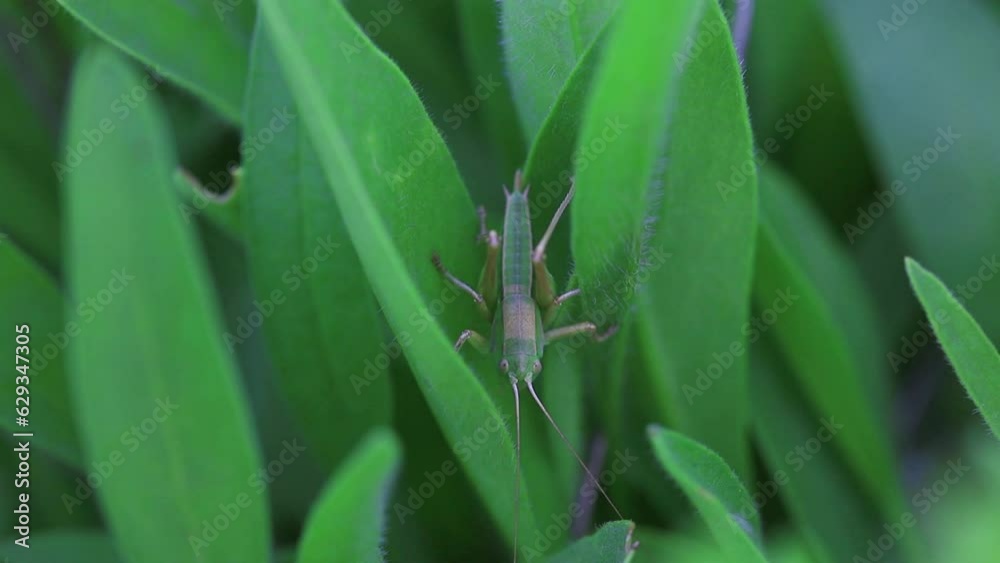 katydid inhabit the leaves of wild plants katydid inhabit the leaves of wild plants