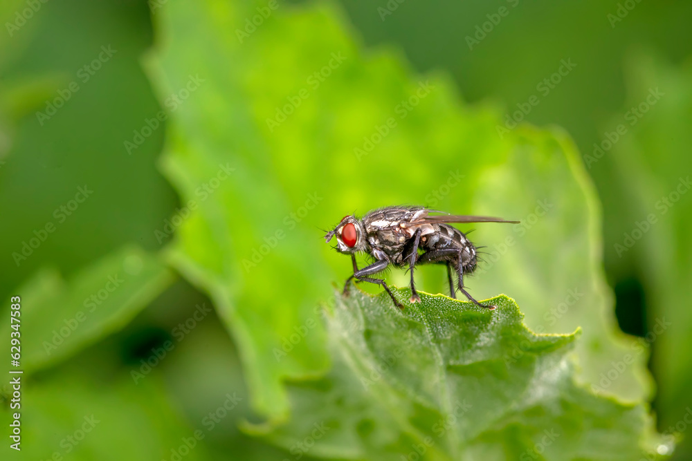 Drosophila inhabits wild plants in North China Drosophila inhabits wild plants in North China
