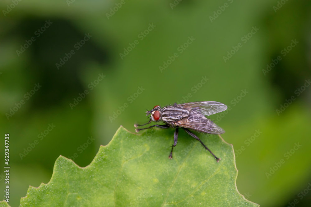 Drosophila inhabits wild plants in North China Drosophila inhabits wild plants in North China