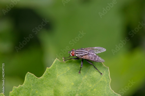 Drosophila inhabits wild plants in North China © zhang yongxin