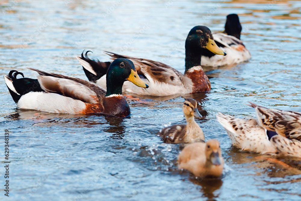 Patos adultos con sus crias nadando en su habitat natural. Patos adultos con sus crias nadando en su habitat natural.