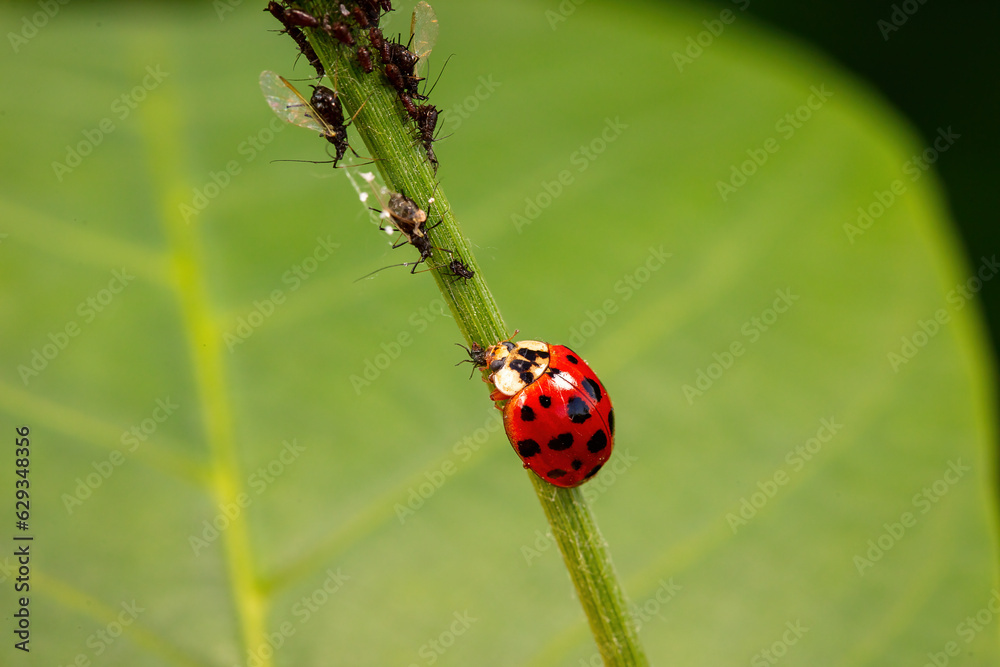 Harmonia axyridis inhabit the leaves of wild plants Harmonia axyridis inhabit the leaves of wild plants