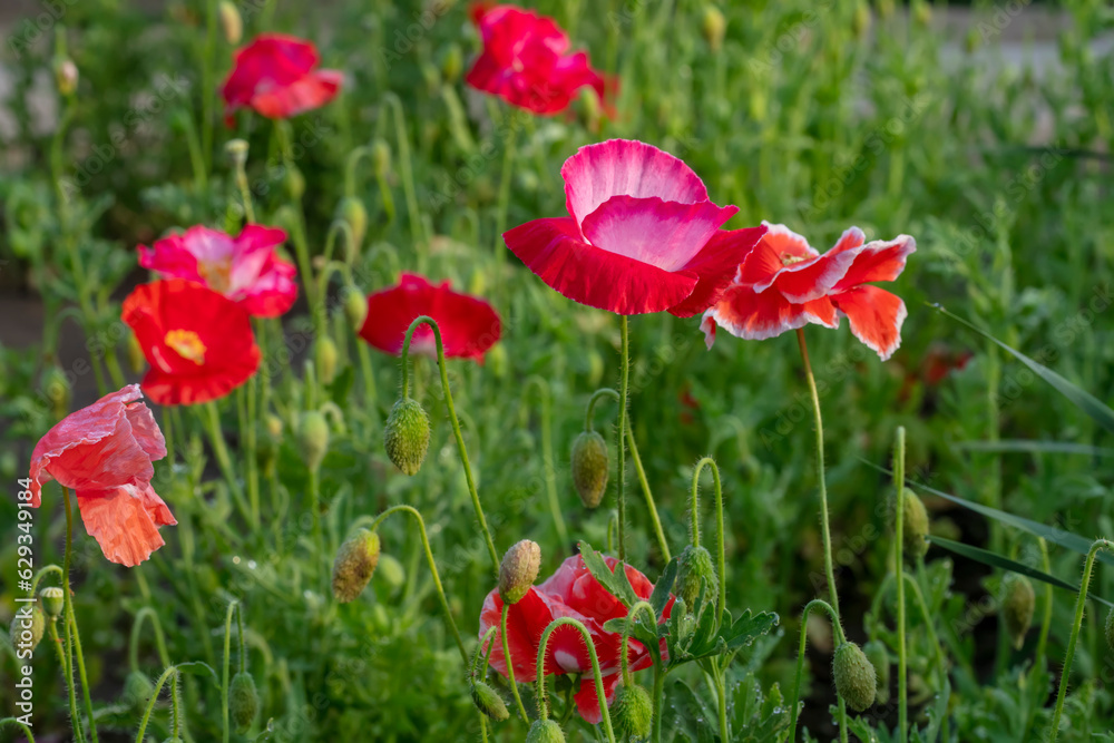 Naklejka premium Beautiful corn poppy Flowers in the Garden