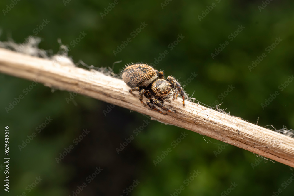 Jumping spiders inhabit the leaves of wild plants Jumping spiders inhabit the leaves of wild plants