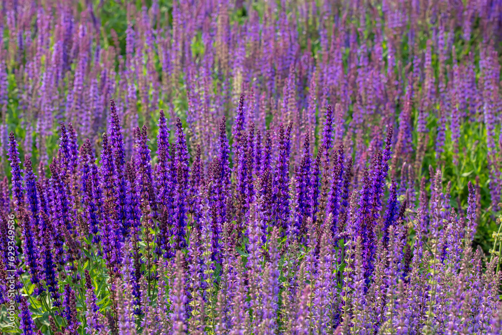 Naklejka premium beautiful Salvia farinacea is in the garden