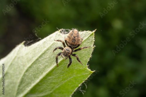 Jumping spiders inhabit the leaves of wild plants
