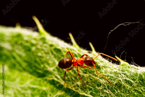 Ants foraging on wild plant leaves