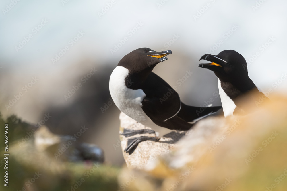Naklejka premium Pareja de Alca común (Alca torda), acantilados de la isla Great Saltee, Irlanda del Sur