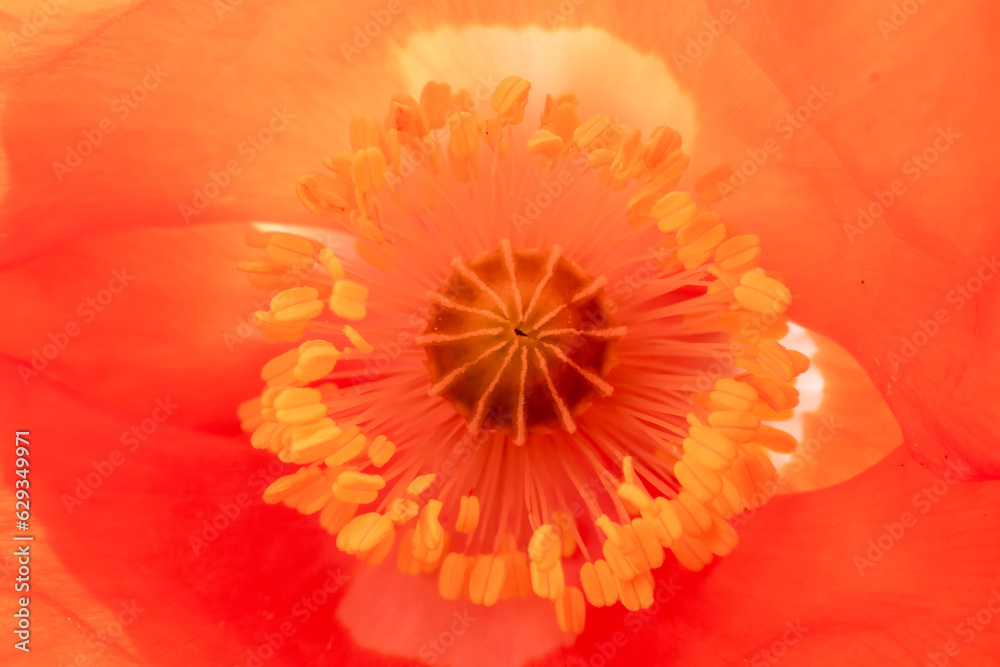 Beautiful corn poppy Flowers in the Garden Beautiful corn poppy Flowers in the Garden