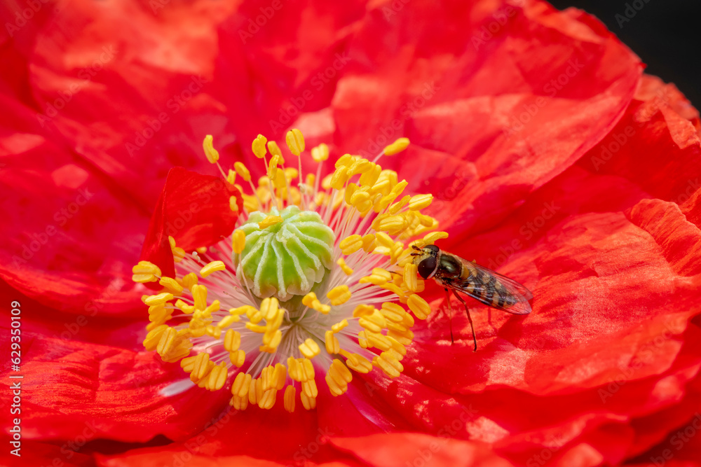 syrphid Sucking nectar on flowers syrphid Sucking nectar on flowers