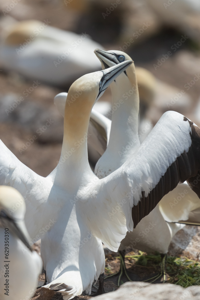 Obraz premium Pareja de Alcatraces (Morus bassanus), acantilados de Great Saltee Island, Irlanda del Sur