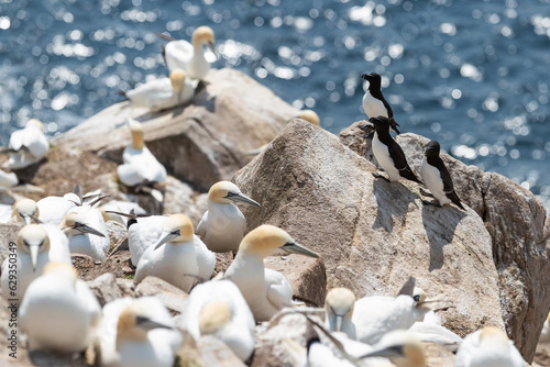 Alcatraces (Morus bassanus), acantilados de Great Saltee Island, Irlanda del Sur