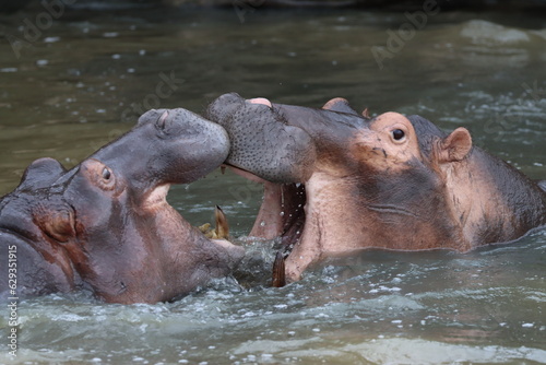 Fighting Hippos, St Lucia, South Africa