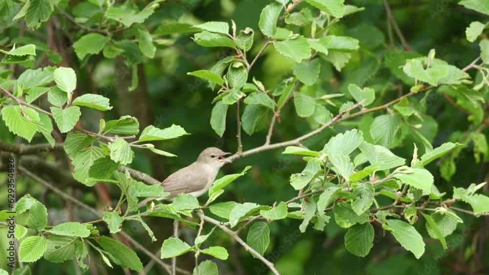Garden warbler singing in a lush bush and leaving on a summer morning in Estonia, Northern Europe Garden warbler singing in a lush bush and leaving on a summer morning in Estonia, Northern Europe