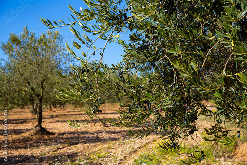 Harvesting. Closeup of ripe black olives on tree branches in green foliage