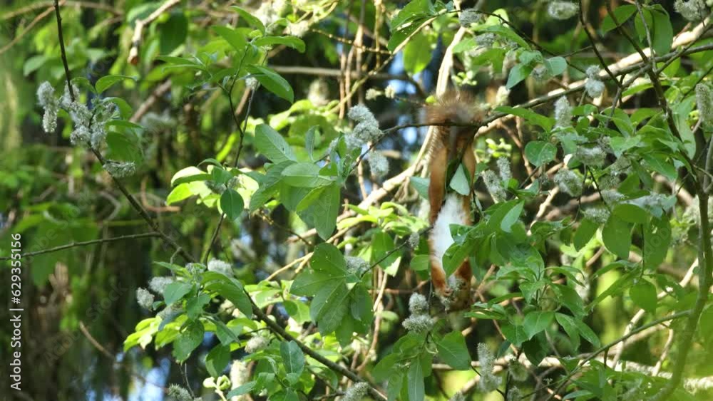 Red squirrel feeding upside down on some Willow seeds on a summer morning in boreal forest in Estonia, Northern Europe