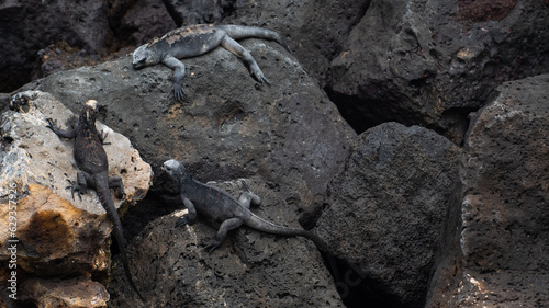 Three Galapagos Marine Iguanas Hold a Meeting on a VolcanicfRock