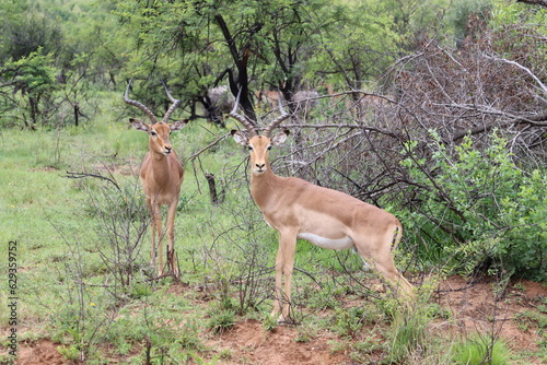 Impala stags, Kruger National Park, South Africa